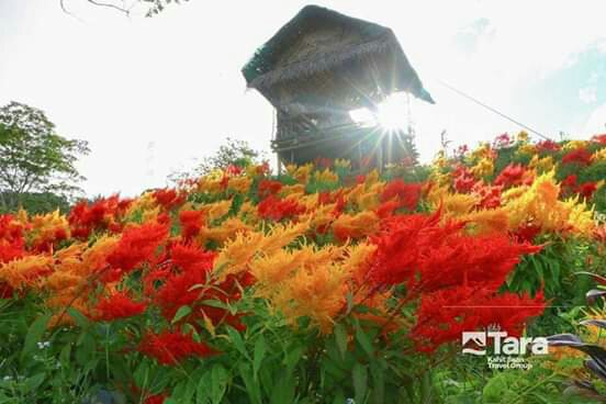 larawan kuha mula sa facebook